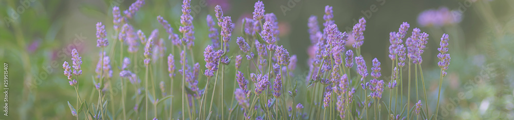 Naklejka premium Lavendel, Blumenwiese, Panorama