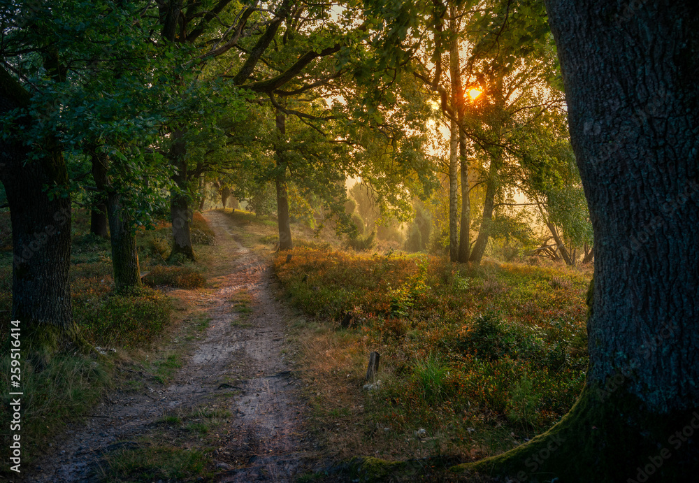 Naklejka premium Sunrise in the Woods