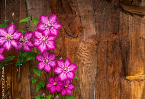 Bright buds of clematis  Ville de Lyon  close up on wooden wall background.