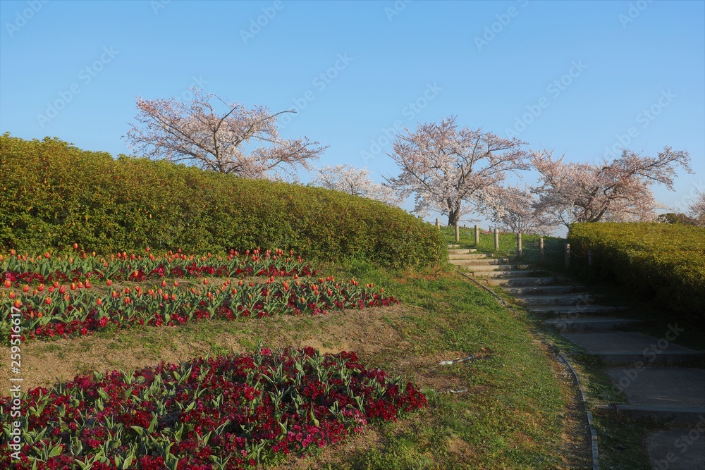 Naklejka premium 馬見丘陵公園の春