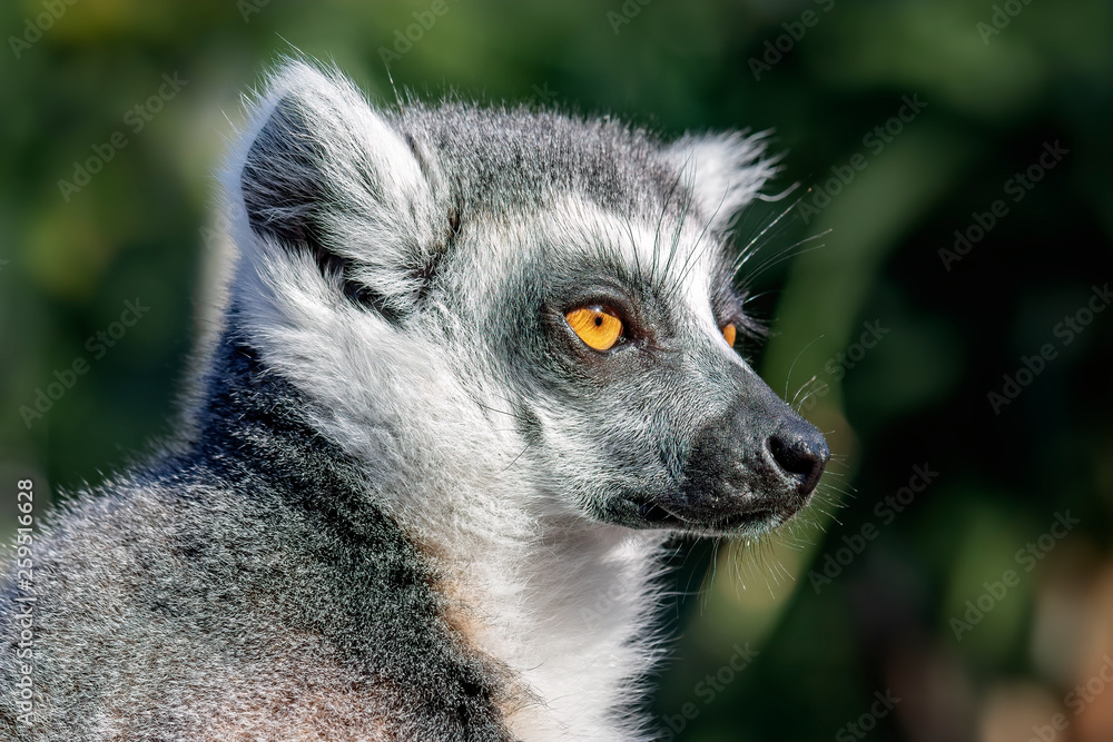 Obraz premium Lemur