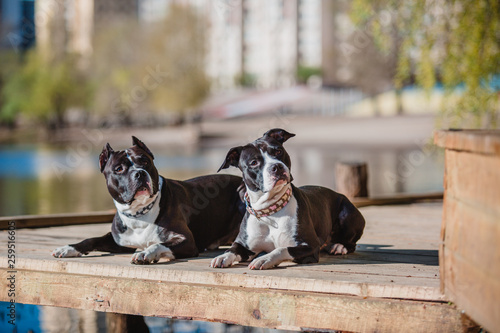 Two American Staffordshire Terrier dogs in cute collars lying together on a blurred background