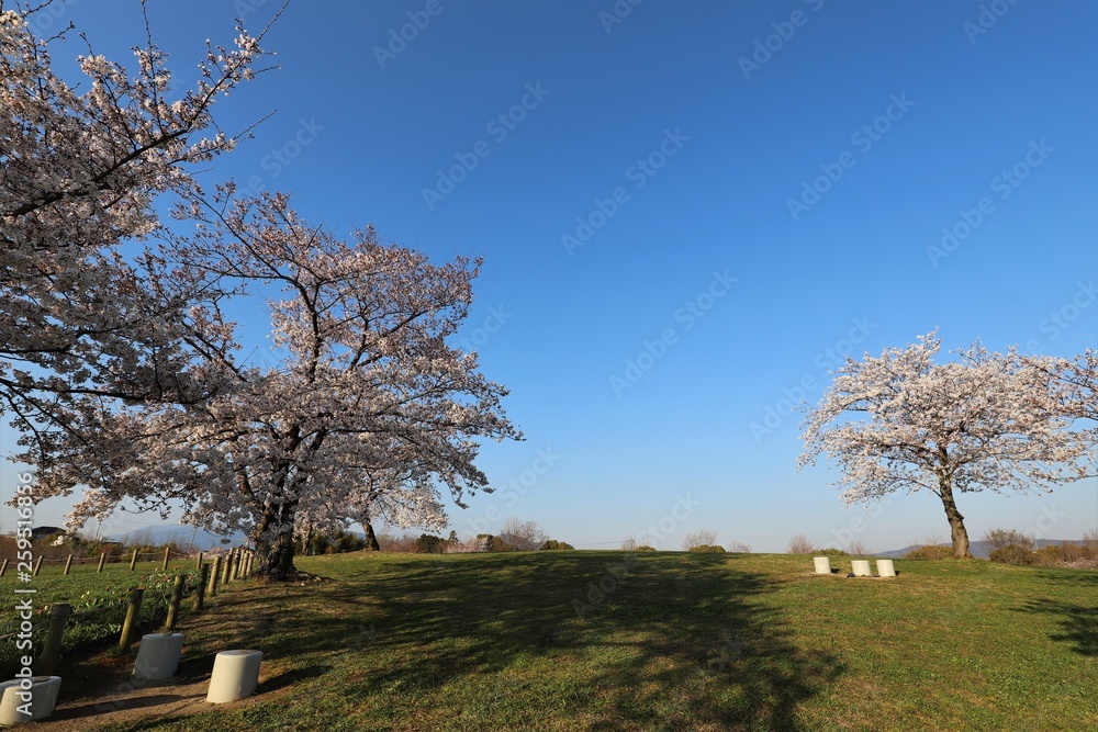Obraz premium 馬見丘陵公園の春
