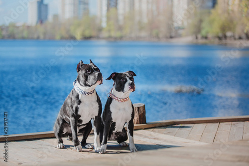 Two American Staffordshire Terrier dogs together 