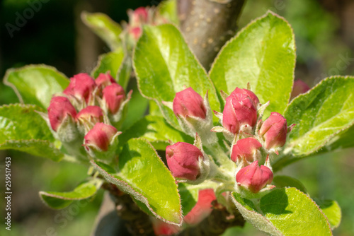 apple blossoms in the garden