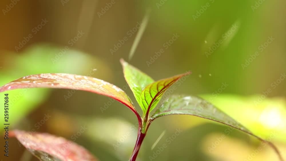 Tropical weather system raindrops falling plant leaves with their vibrant green foliage, raining static close up shot with bokeh background. Tropical weather system raindrops falling plant leaves with their vibrant green foliage, raining static close up shot with bokeh background.