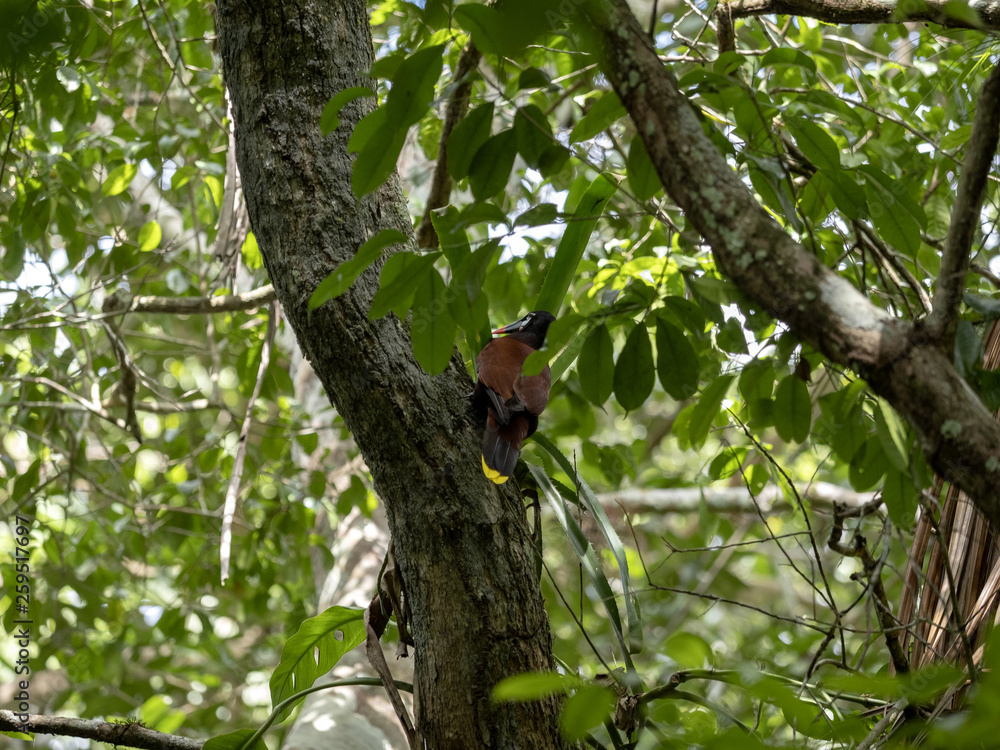 Montezuma Oropendola, Psarocolius montezuma, in the forest branches, Belize