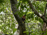 Montezuma Oropendola, Psarocolius montezuma, in the forest branches, Belize