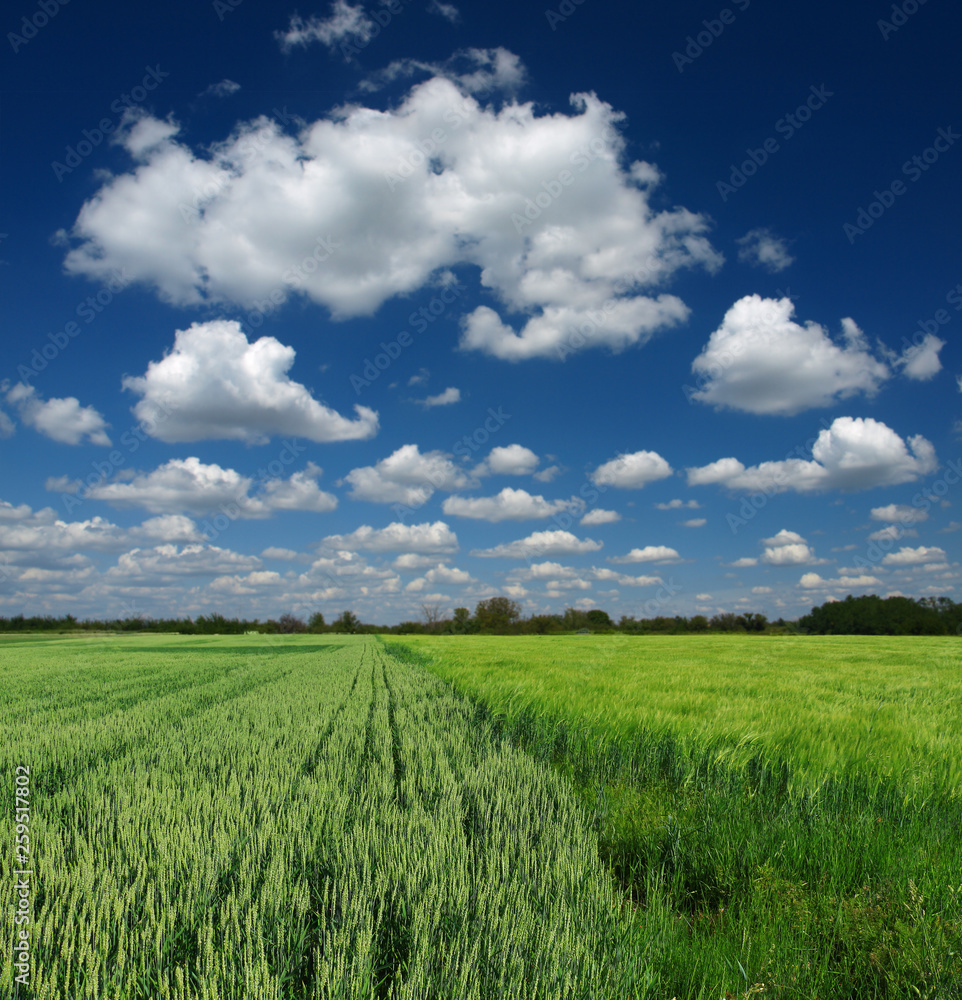 green wheat field