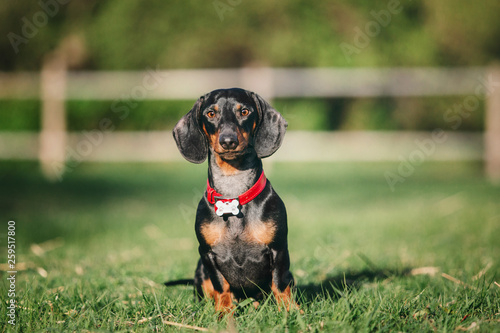 Dachshund dog 