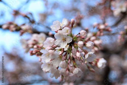 桜 © soicsa