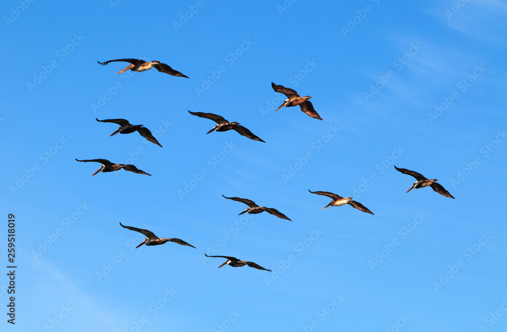 Fototapeta premium Flock of pelicans in geometric order on a background of bright blue sky.
