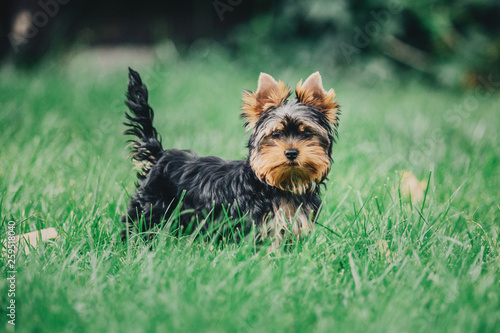 Yorkshire terrier dog on the grass © OlgaOvcharenko