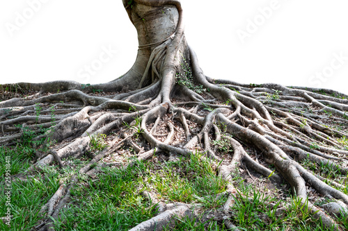 Trunk and big tree roots spreading out beautiful in the tropics. The concept of care and environmental protection.
