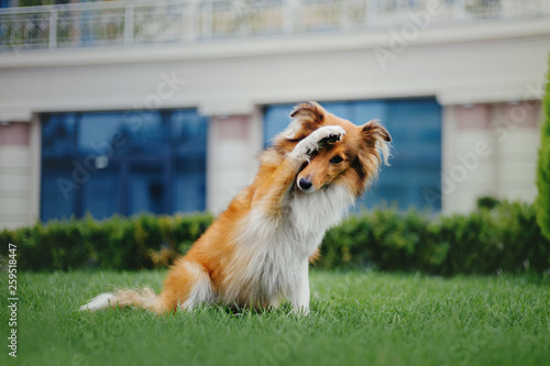 Shetland sheepdog dog at the city