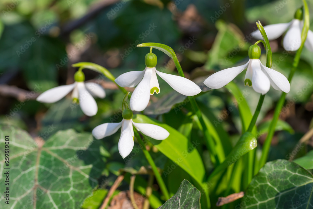 White spring flowers snowdrops in the forest White spring flowers snowdrops in the forest