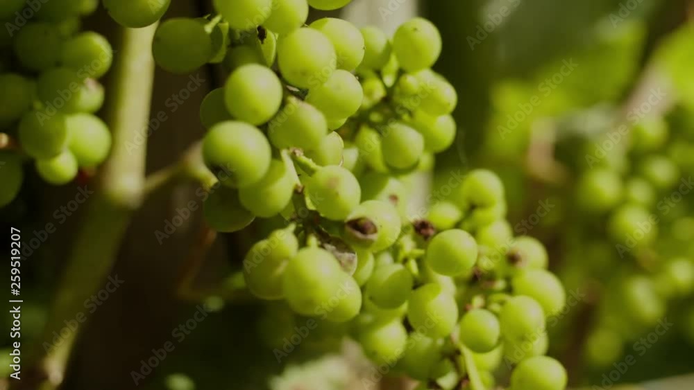 Luscious Young Grapes of the sauvignon blanc variety, bathing in sunlight during a hot day in Marlborough New Zealand. Luscious Young Grapes of the sauvignon blanc variety, bathing in sunlight during a hot day in Marlborough New Zealand.