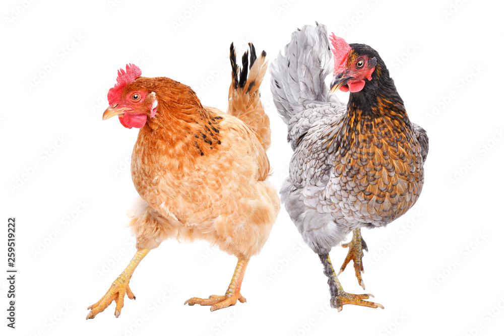 Two hens standing  isolated on white background