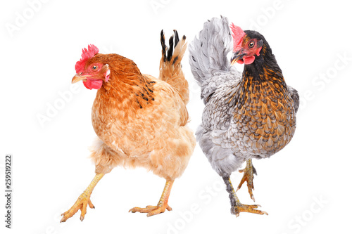 Fototapet Two hens standing  isolated on white background