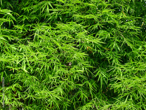 green bamboo leaf tree in garden