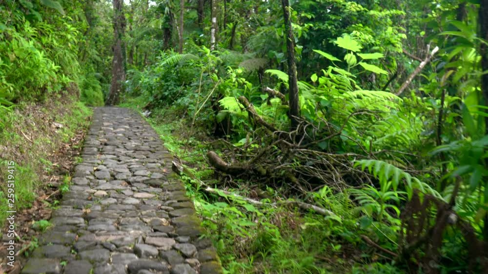 POV shot walking on a cobblestone path through the forest