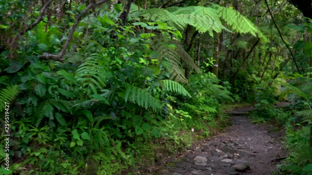 POV shot walking on a cobblestone path through the jungle POV shot walking on a cobblestone path through the jungle