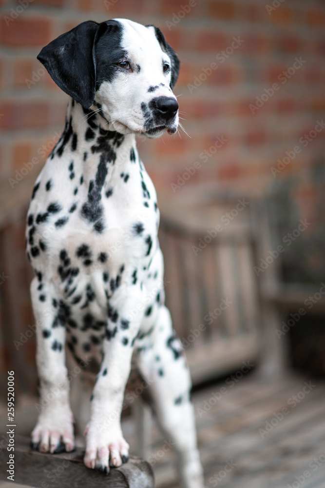 junger Dalmatiner Welpe, süß, hübsch, niedlich Porträt