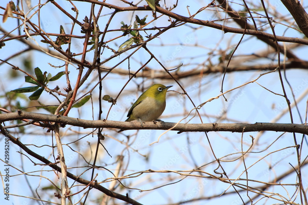 冬の枯れ木にとまるメジロです