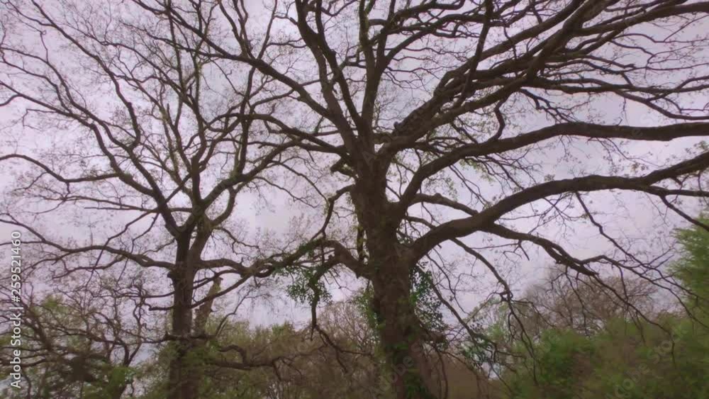 Tall tree with large branches and no leaves Tall tree with large branches and no leaves