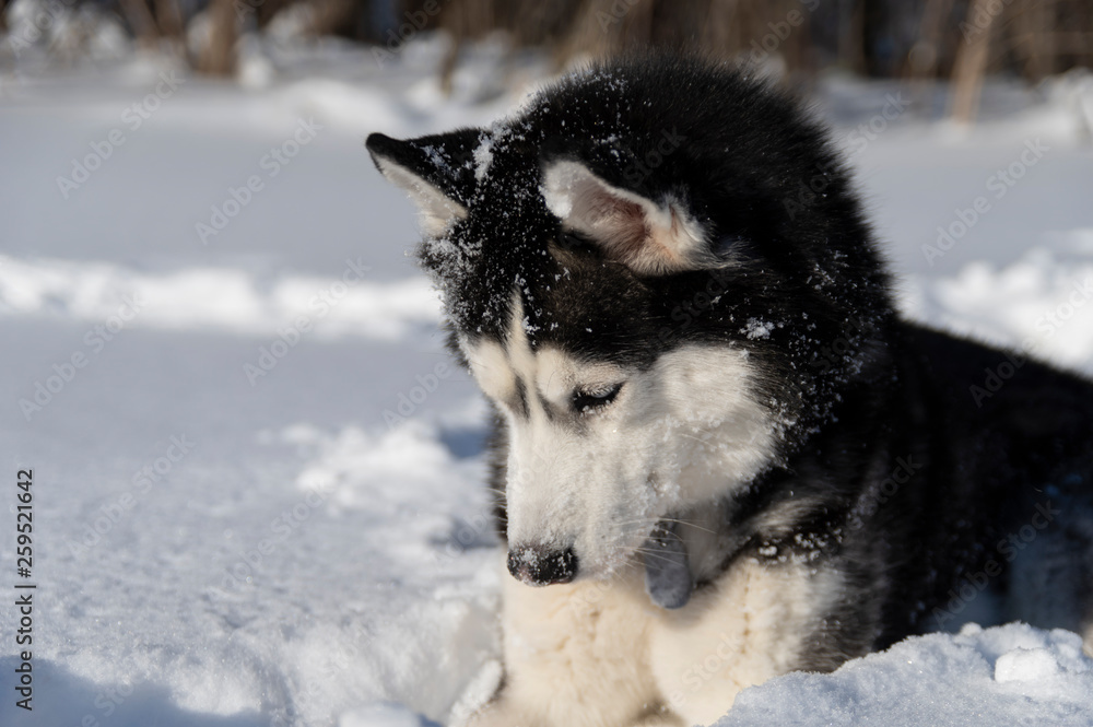 Siberian Husky dog is looking on snow,