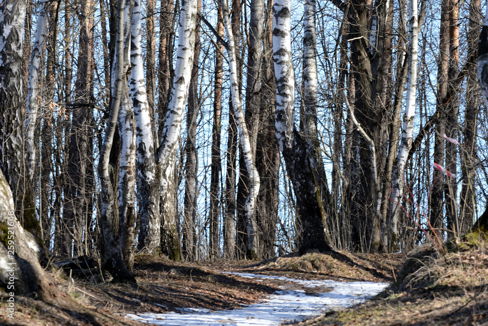 Beautiful birch grove in early spring Beautiful birch grove in early spring