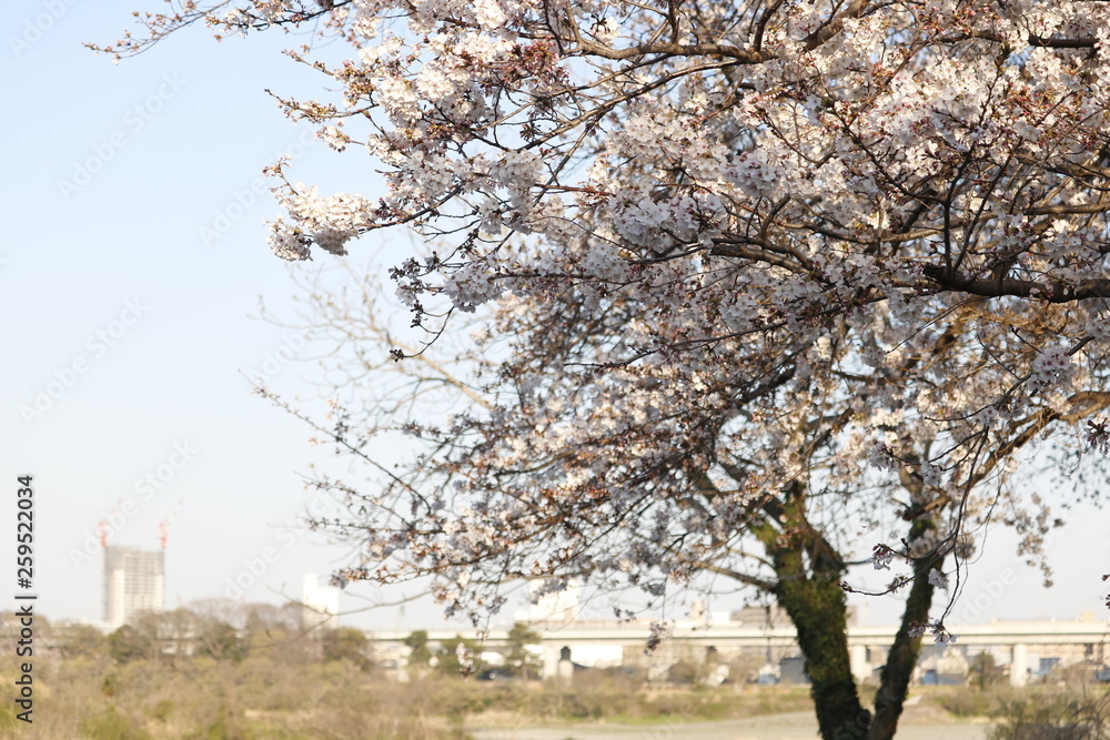 Obraz premium 桜 at 相模川三川合流地点