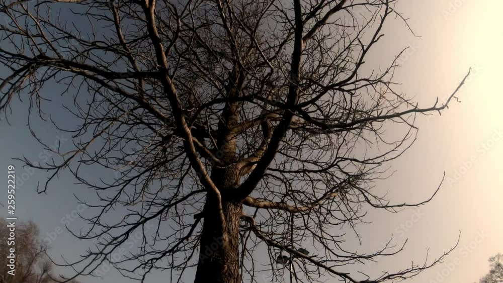 Review of an ancient tree and the sky