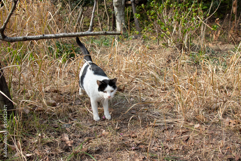 白黒模様の野良猫