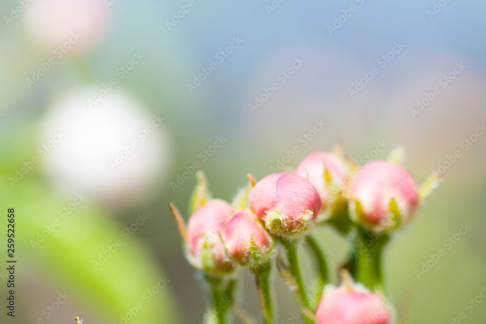 Branches of blossoming apricot macro Branches of blossoming apricot macro