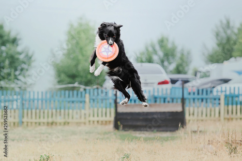 Dog sport competition. Border collie dog catching a plastic disc