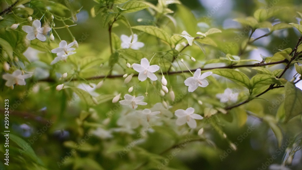 Flowers branch of a tree Flowers branch of a tree