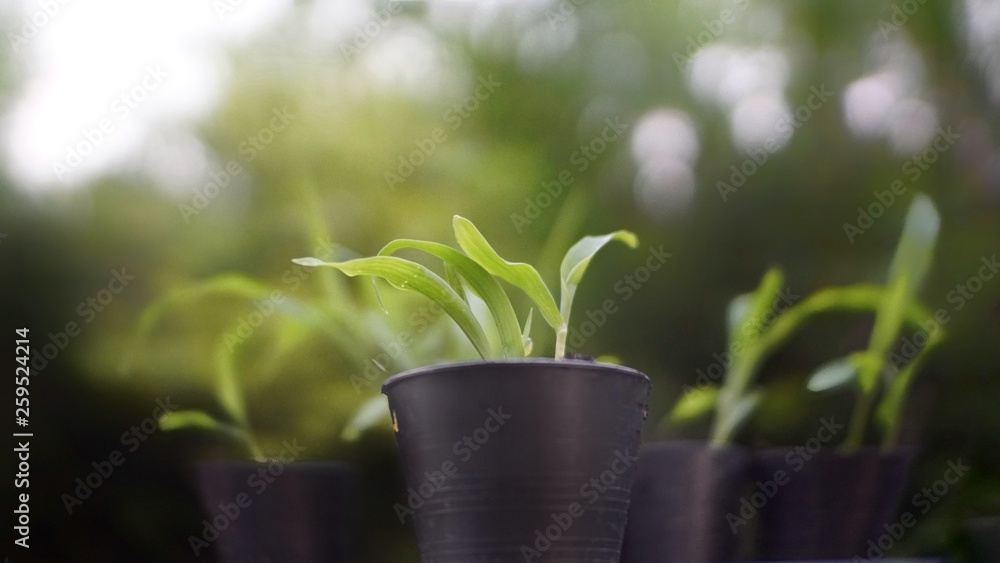 young plant in a pot young plant in a pot