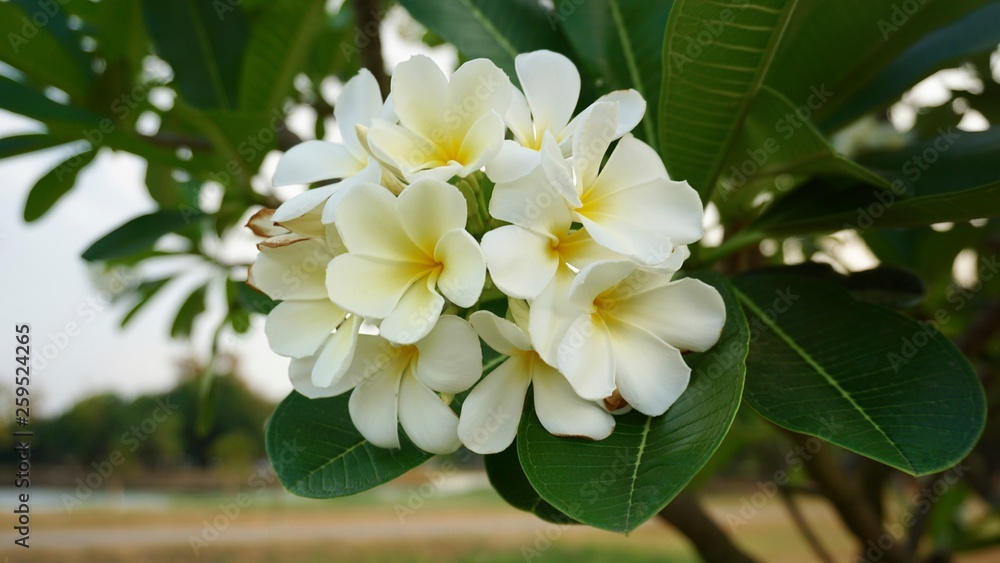 white flowers of a tree white flowers of a tree