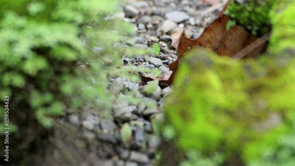 Ants are related wasps and bees, evolving from wasp-like ancestors in the Cretaceous period, about 140 million years ago, and diversified after the rise of flowering plants Ants are related wasps and bees, evolving from wasp-like ancestors in the Cretaceous period, about 140 million years ago, and diversified after the rise of flowering plants
