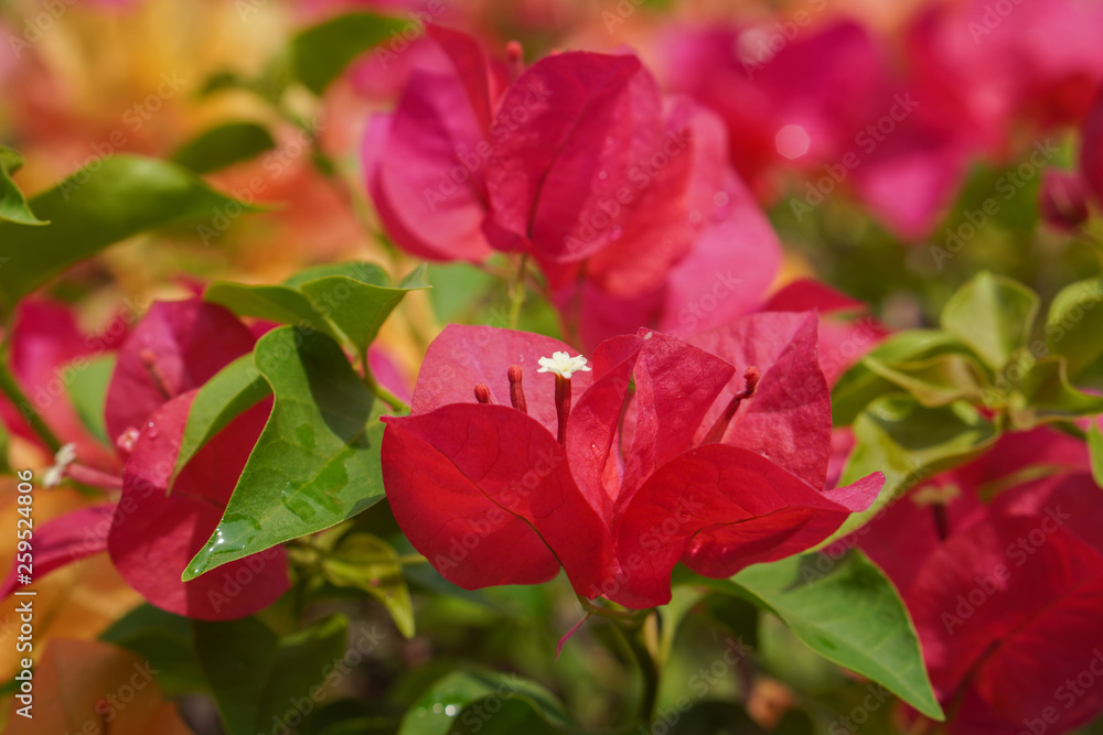 Closeup red Bougainville on Bougainville garden background,copy space