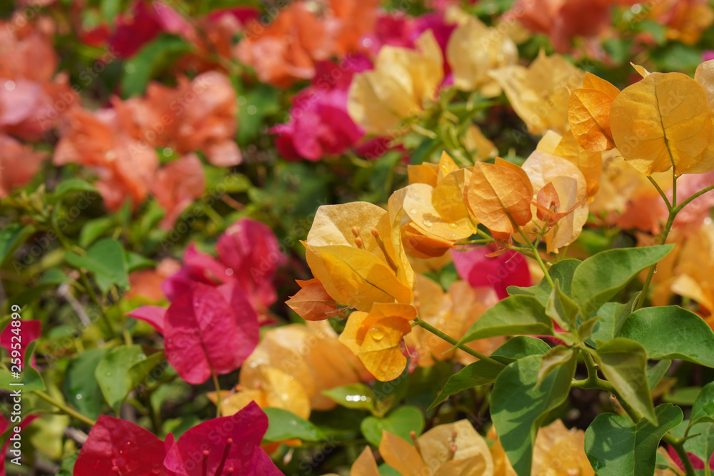 fresh Colorful bougainvilleas flower background,copy space fresh Colorful bougainvilleas flower background,copy space