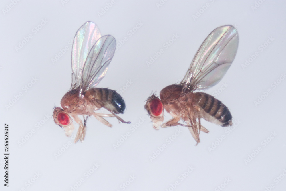 Study of Drosophila melanogaster (fruit fly, vinegar fly) for