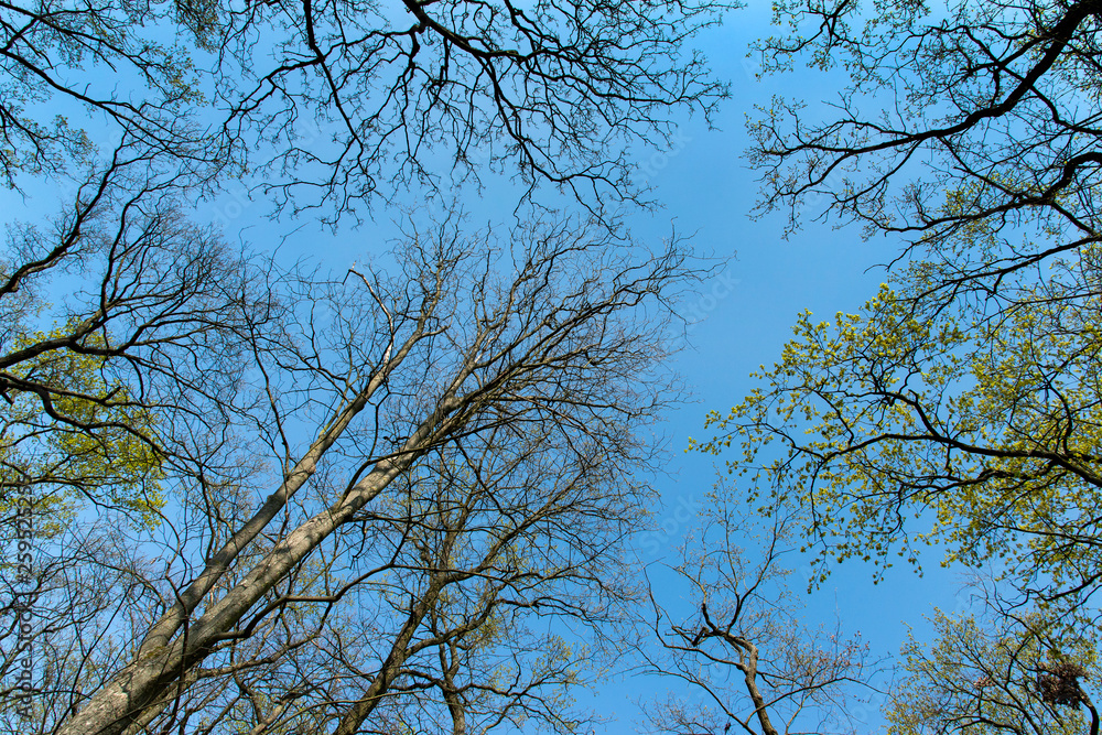 éveil de la nature éveil de la nature