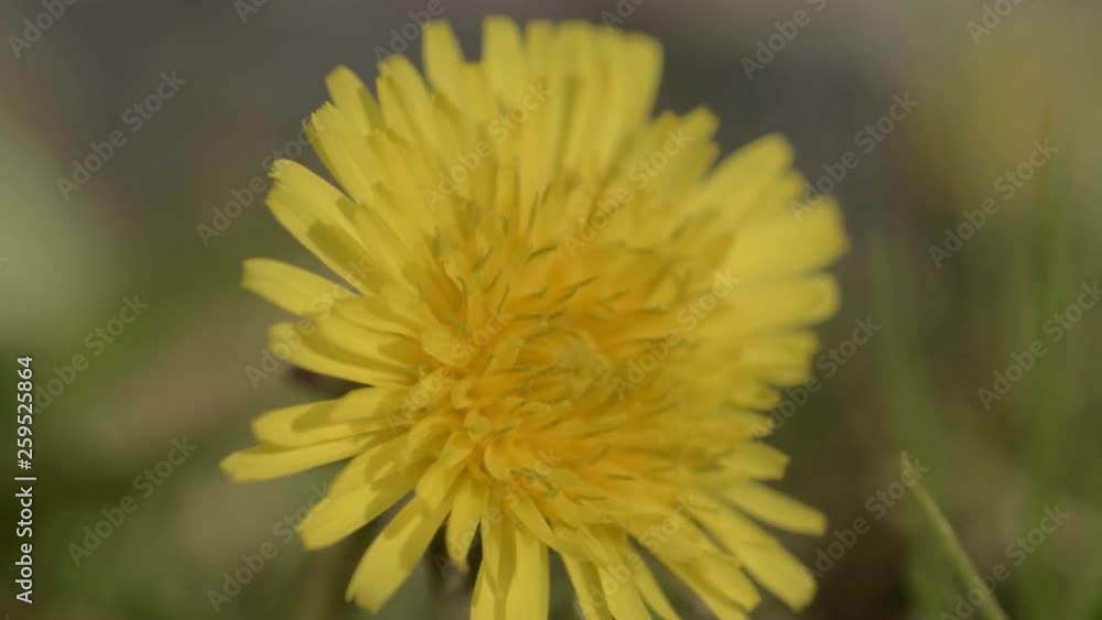 Dandelion blowing in breeze Dandelion blowing in breeze