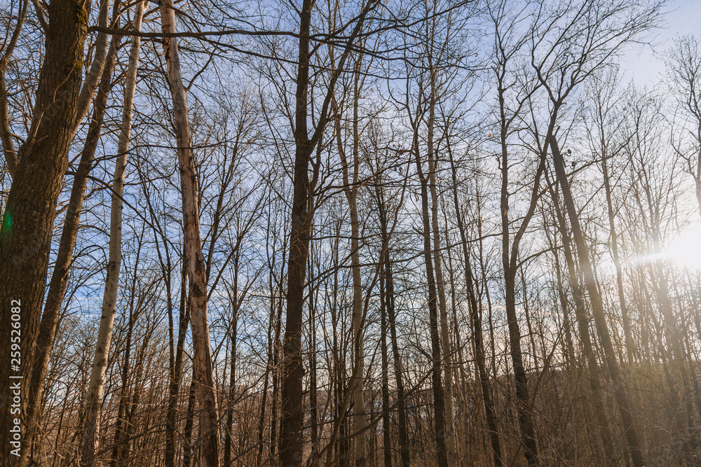The woods in the spring. The sun is shining among the trees, the first thawed snow can be seen. The snow has melted in some places and the ground is already visible The woods in the spring. The sun is shining among the trees, the first thawed snow can be seen. The snow has melted in some places and the ground is already visible