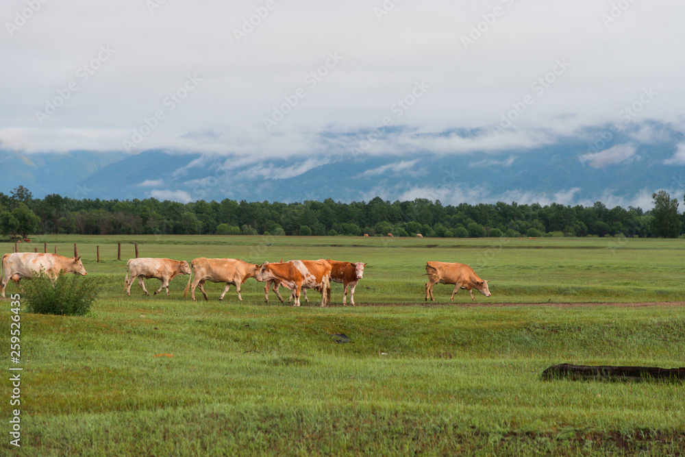 Fototapeta premium Cows on field