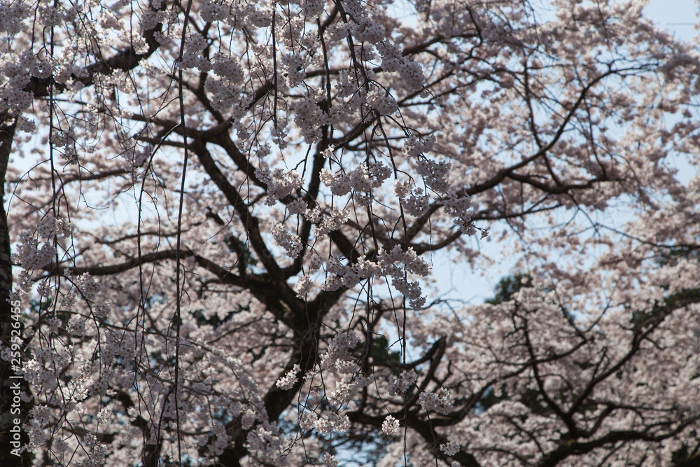 cherry blossoms in Kyoto in the temples of Daigo-Ji, details, flowers, branches, blue sky during the hanami cherry blossoms in Kyoto in the temples of Daigo-Ji, details, flowers, branches, blue sky during the hanami