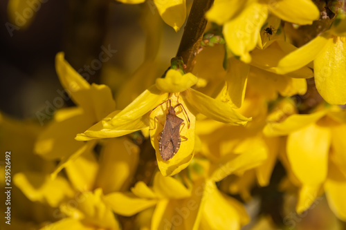 Box Bug on Forsythia Flowers in Springtime