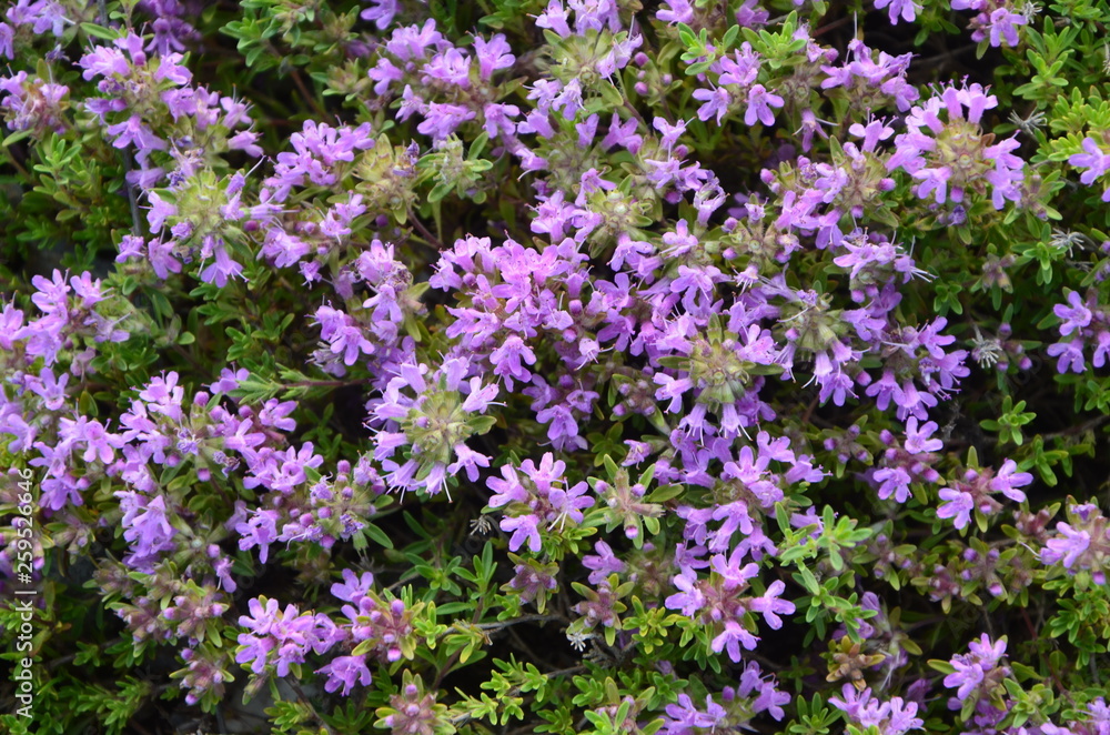 Thyme is a very common plant in the mountains of the southern Urals. It is distinguished by a strong pleasant aroma.